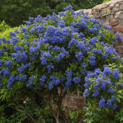Lila De California - 2 Pzs - Ceanothus Repens - Altura 60-70cm - ⌀17cm_1