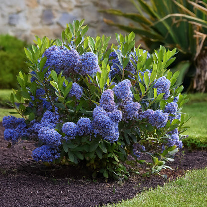 Lila De California - 2 Pzs - Ceanothus Repens - Altura 60-70cm - ⌀17cm_4