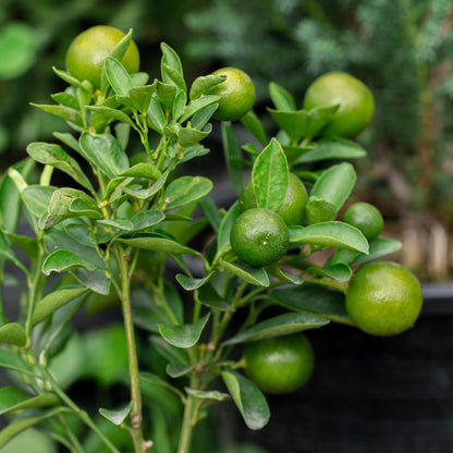 Limonia Aurantifolia - 3 Pzs - Citrus Aurantifolia - Altura 25-40cm - ⌀9cm_1
