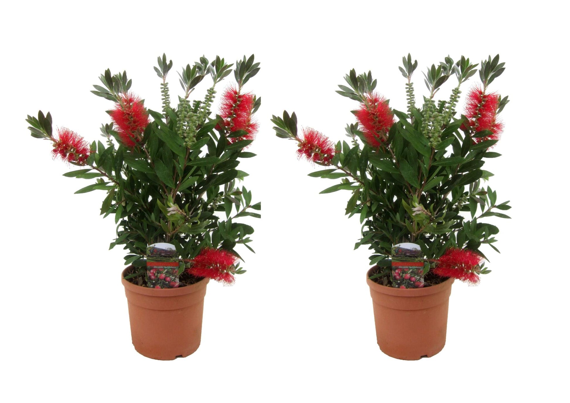 Limpiatubos - 2 Pzs - Callistemon Citrinus 'splendens' - Altura 40-50cm - ⌀19cm_0