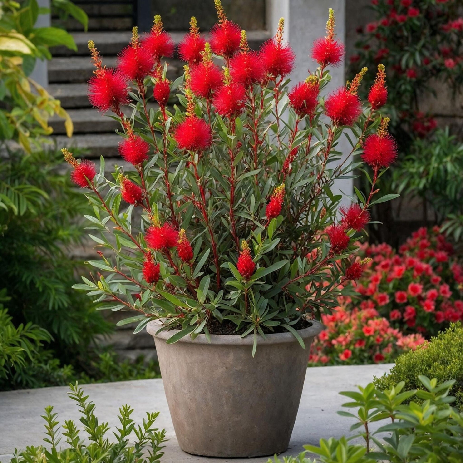 Limpiatubos - 2 Pzs - Callistemon Citrinus 'splendens' - Altura 40-50cm - ⌀19cm_1