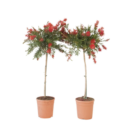 Limpiatubos - 2 Pzs - Callistemon Citrinus 'splendens' - Altura 90-110cm - ⌀21cm_0