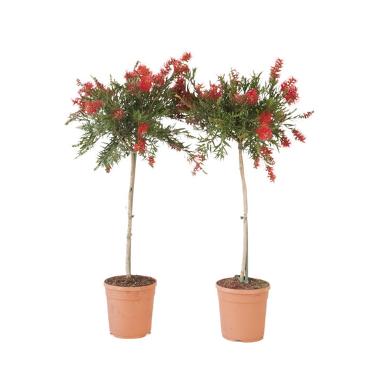 Limpiatubos - 2 Pzs - Callistemon Citrinus 'splendens' - Altura 90-110cm - ⌀21cm_0