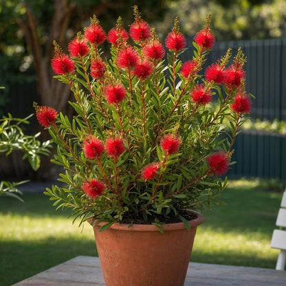 Limpiatubos - Callistemon Citrinus 'splendens' - Altura 80-90cm - ⌀24cm_1