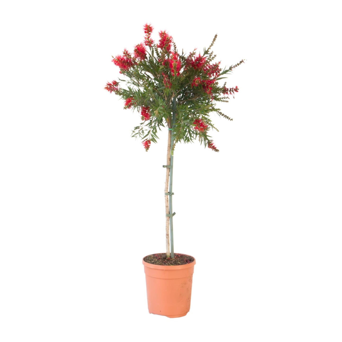 Limpiatubos - Callistemon Citrinus 'splendens' - Altura 90-110cm - ⌀21cm_0