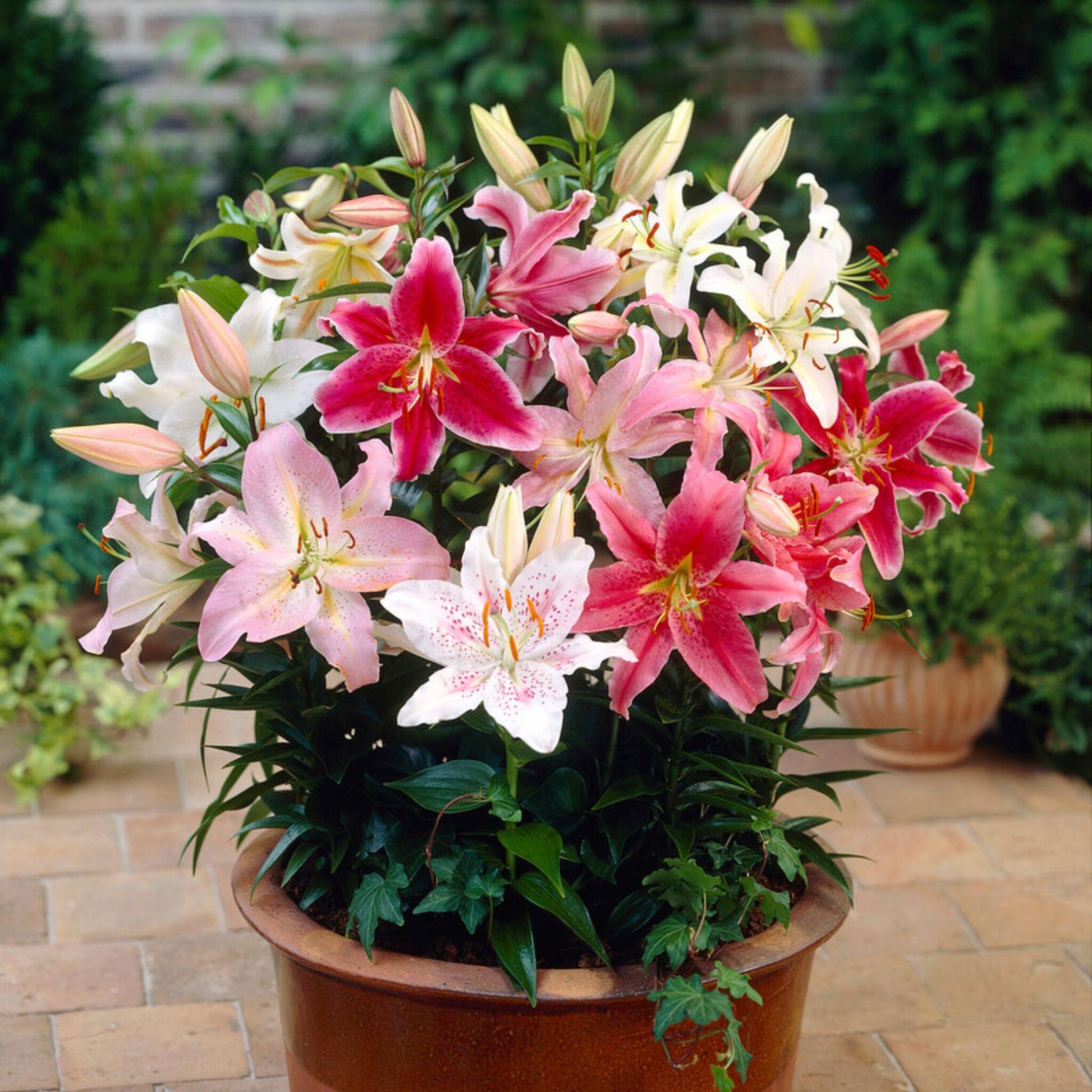 Lirio - 10 Pzs - Lilium Orientalis - Cepellones_1