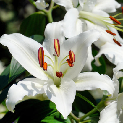 Lirio - 10 Pzs - Lilium Orientalis - Cepellones_3