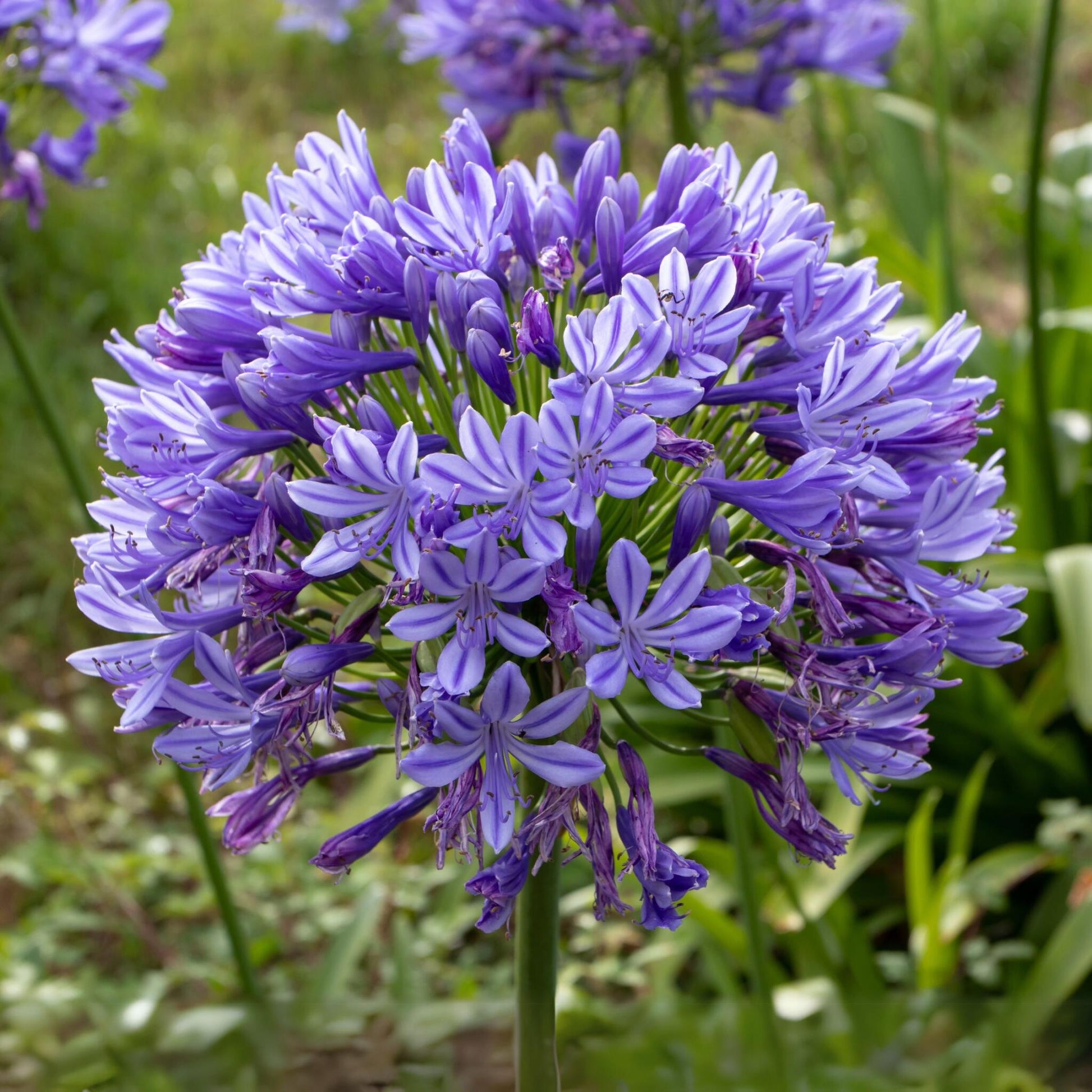 Lirio Africano - 2 Pzs - Agapanthus 'superb Blue' - Altura 30-45cm - ⌀14cm_3