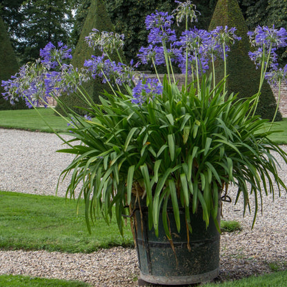 Lirio Africano - 2 Pzs - Agapanthus 'superb Blue' - Altura 30-45cm - ⌀14cm_4