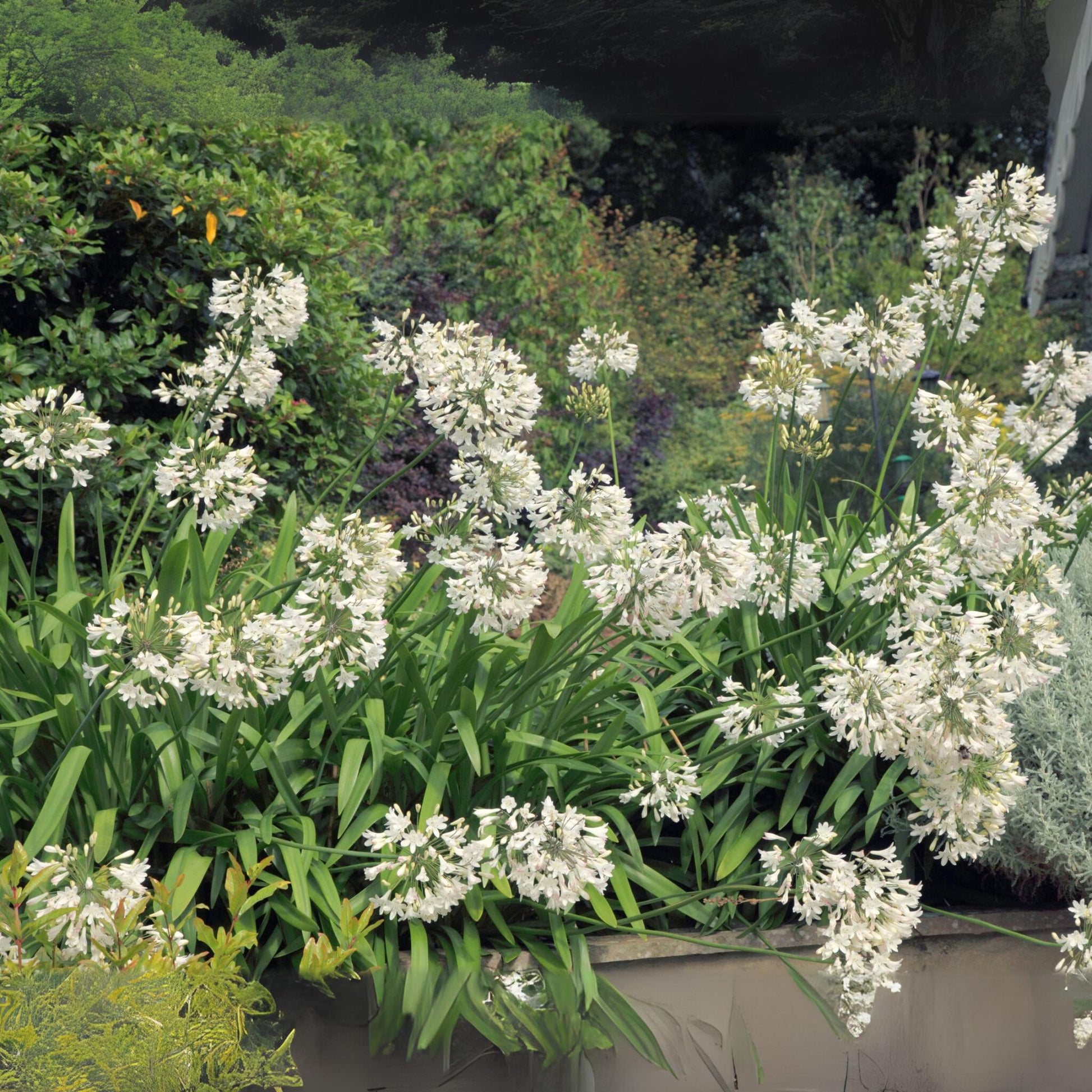 Lirio Africano - 2 Pzs - Agapanthus 'superb White' - Altura 30-45cm - ⌀14cm_1
