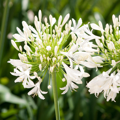 Lirio Africano - 2 Pzs - Agapanthus 'superb White' - Altura 30-45cm - ⌀14cm_3