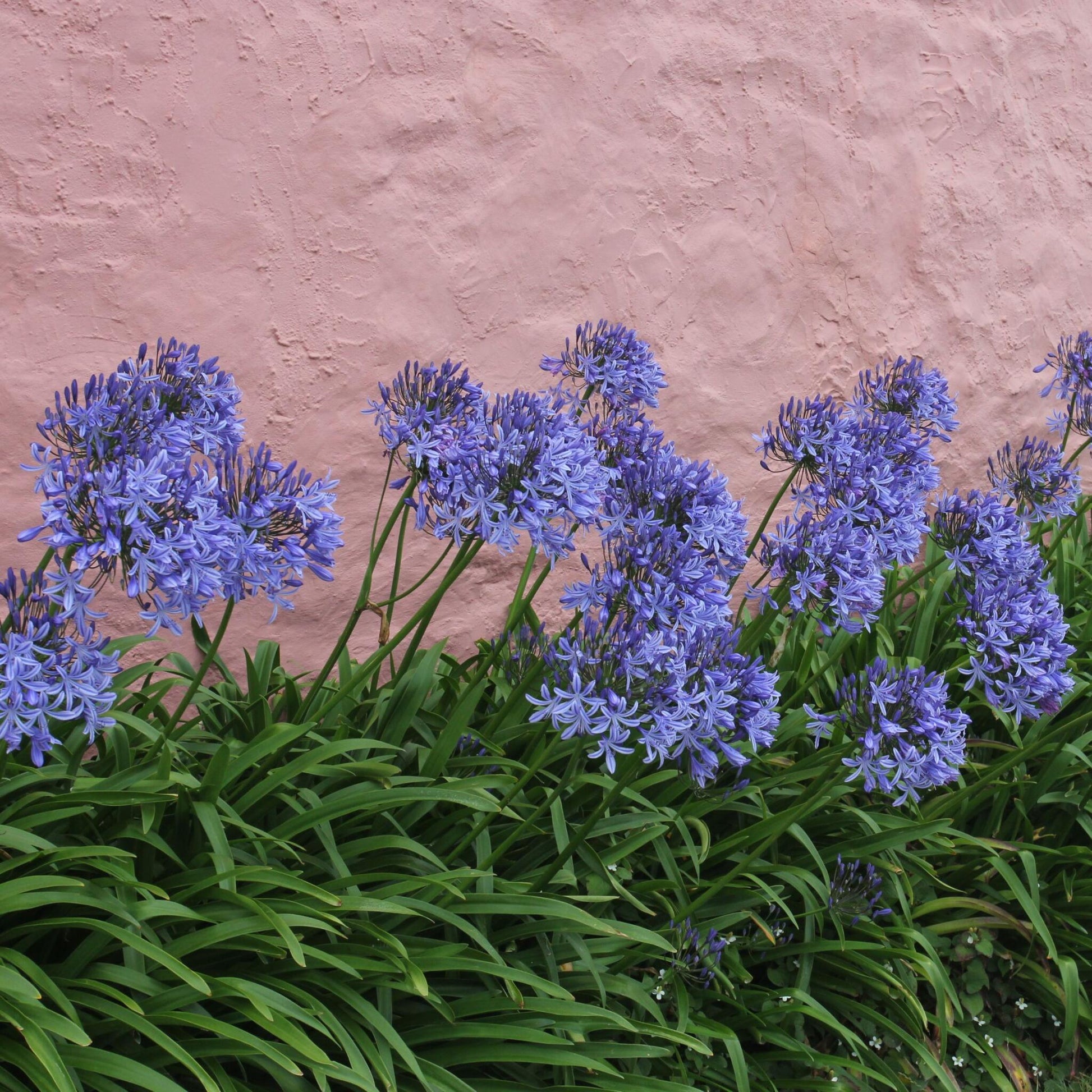 Lirio Africano - Agapanthus Amourette - Altura 65-80cm - Ø23cm_1