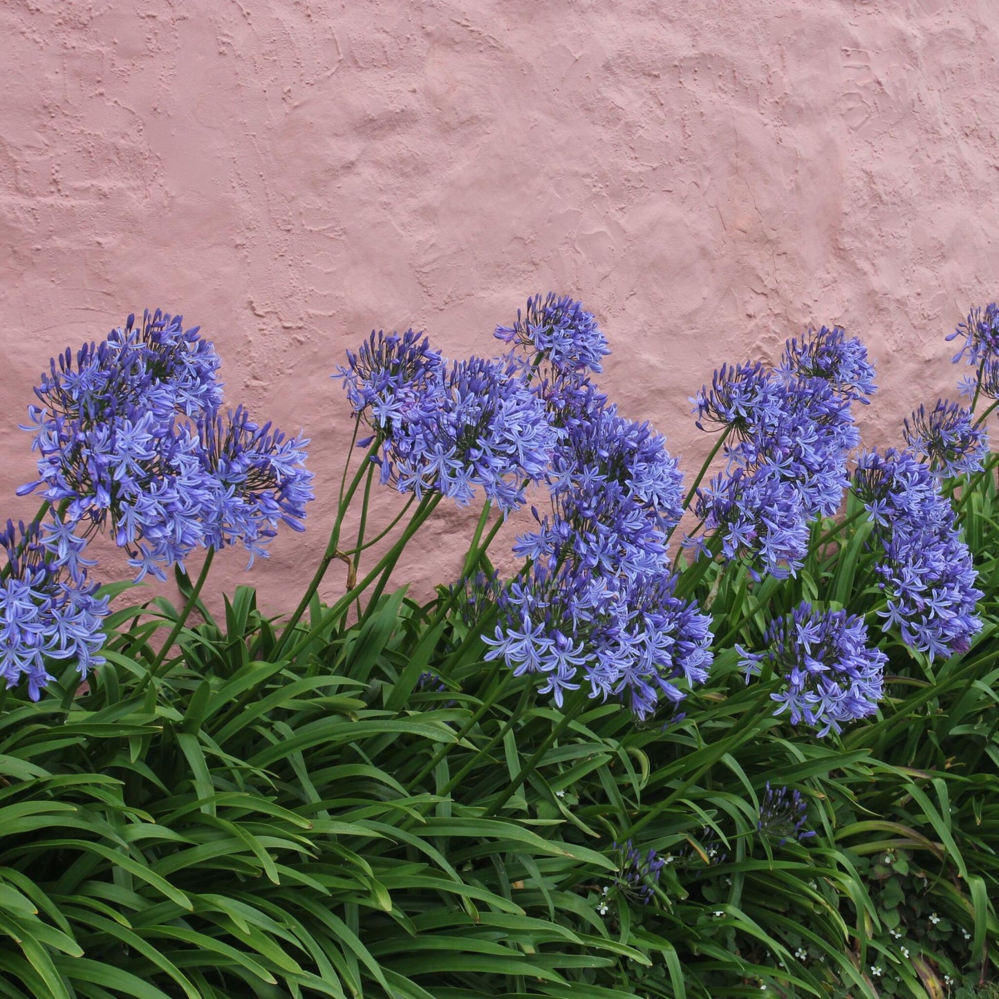 Lirio Africano - Agapanthus 'superb Blue' - Altura 55-70cm - ⌀17cm_1