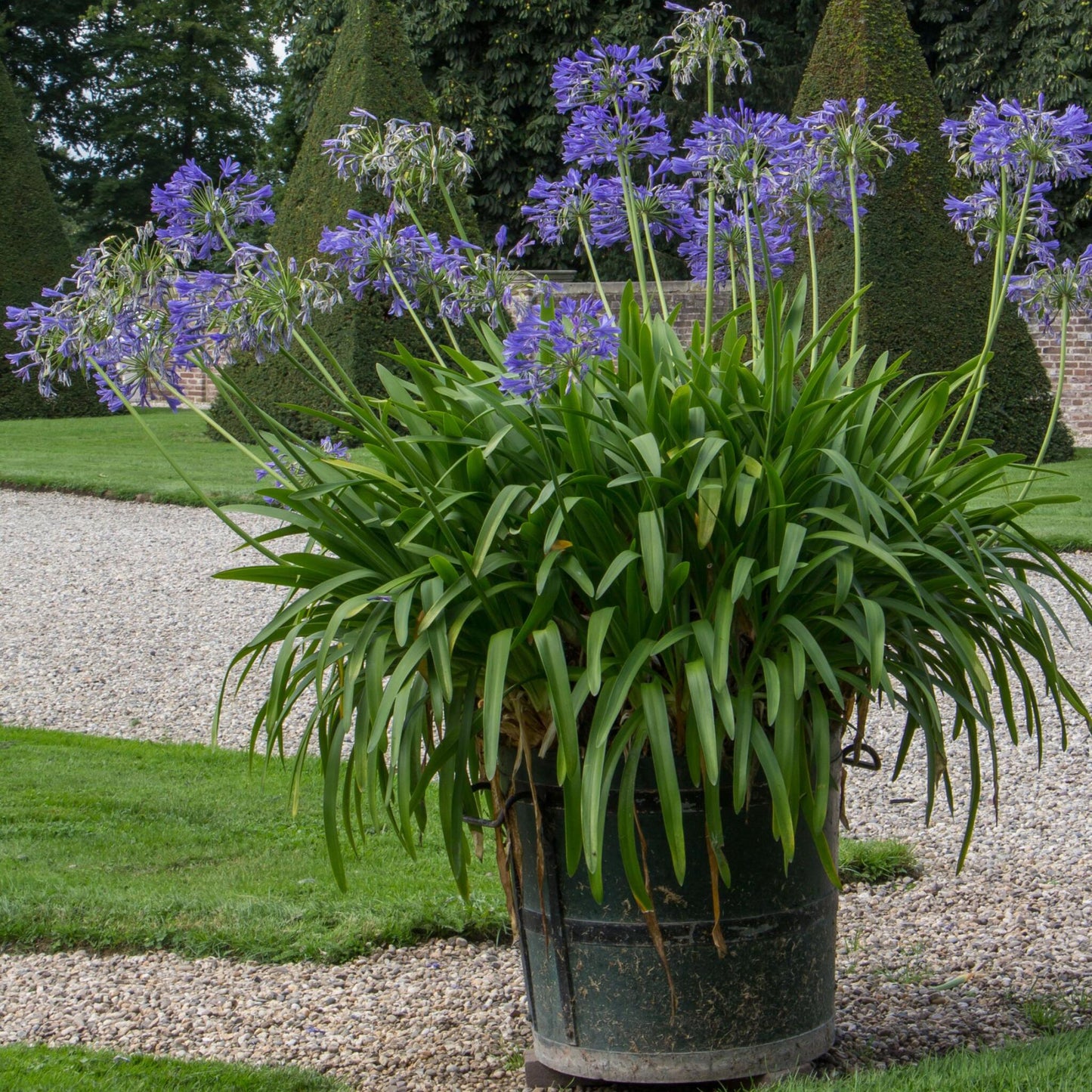 Lirio Africano - Agapanthus 'superb Blue' - Altura 55-70cm - ⌀17cm_4