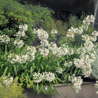 Lirio Africano - Agapanthus 'superb White' - Altura 55-70cm - ⌀17cm_1