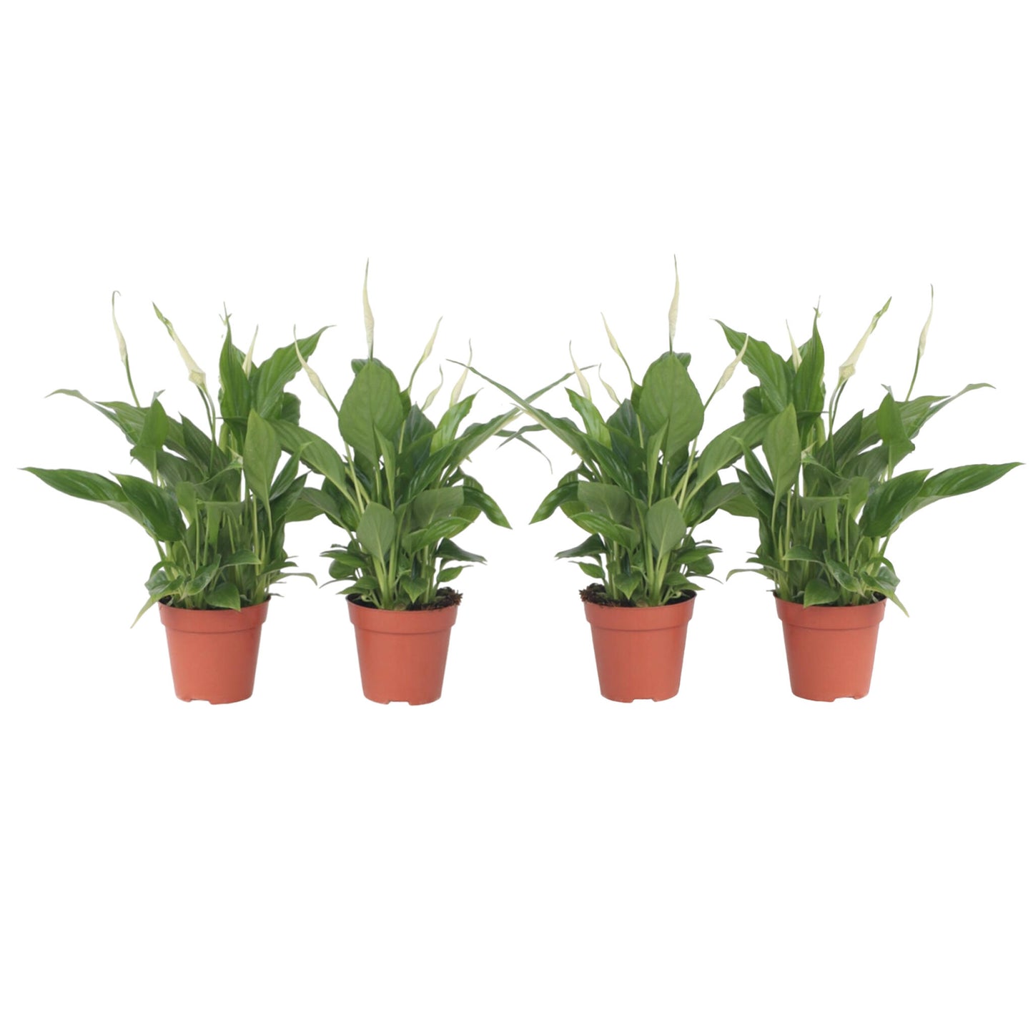 Lirio De La Paz - 4 Pzs - Spathiphyllum 'torelli' - Altura 30-45cm - ⌀12cm_0