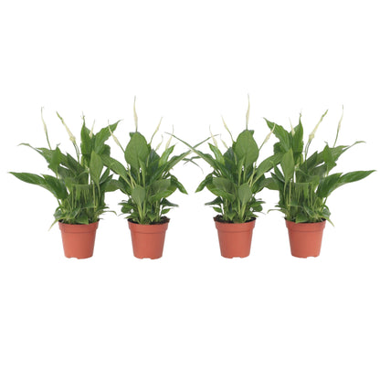 Lirio De La Paz - 4 Pzs - Spathiphyllum 'torelli' - Altura 30-45cm - ⌀12cm_0