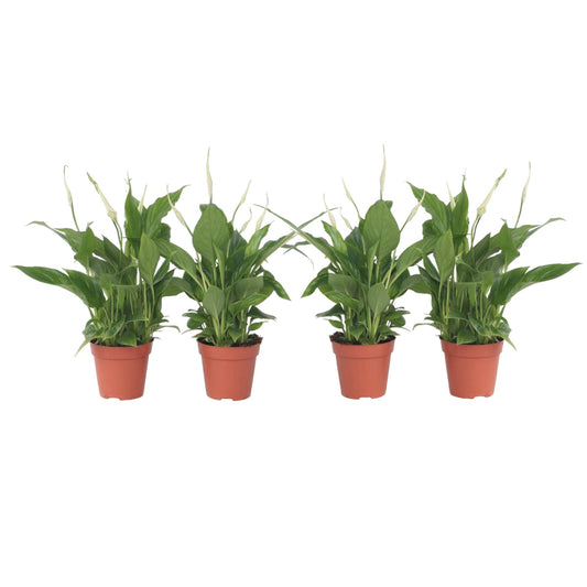 Lirio De La Paz - 4 Pzs - Spathiphyllum 'torelli' - Altura 30-45cm - ⌀12cm_0