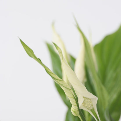 Lirio De La Paz - 6 Pzs - Spathiphyllum 'torelli' - Altura 30-45cm - ⌀12cm_3