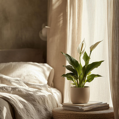 Lirio De La Paz - 6 Pzs - Spathiphyllum 'torelli' - Altura 30-45cm - ⌀12cm_4
