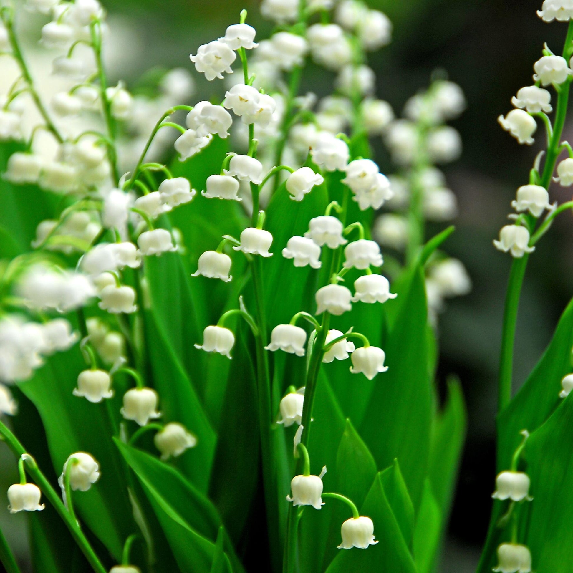 Lirio De Los Valles - 10 Pzs - Convallaria 'majalis' - Bulbos De Flores_1