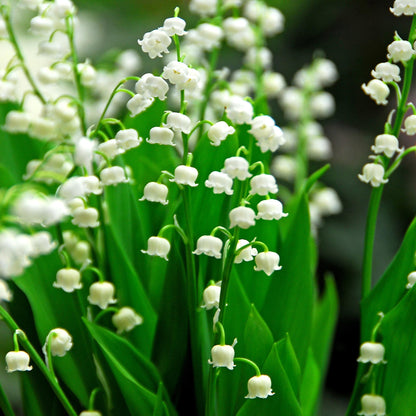Lirio De Los Valles - 10 Pzs - Convallaria 'majalis' - Bulbos De Flores_1