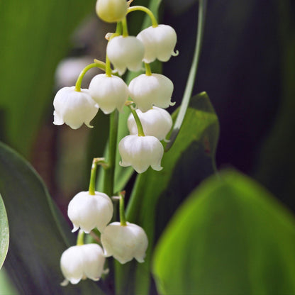 Lirio De Los Valles - 10 Pzs - Convallaria 'majalis' - Bulbos De Flores_3