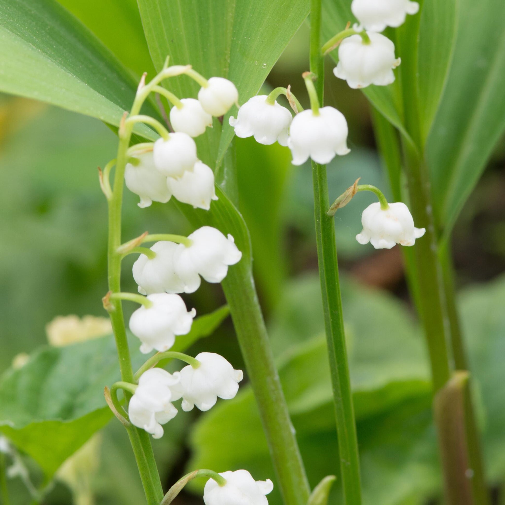 Lirio De Los Valles - 10 Pzs - Convallaria 'majalis' - Bulbos De Flores_4