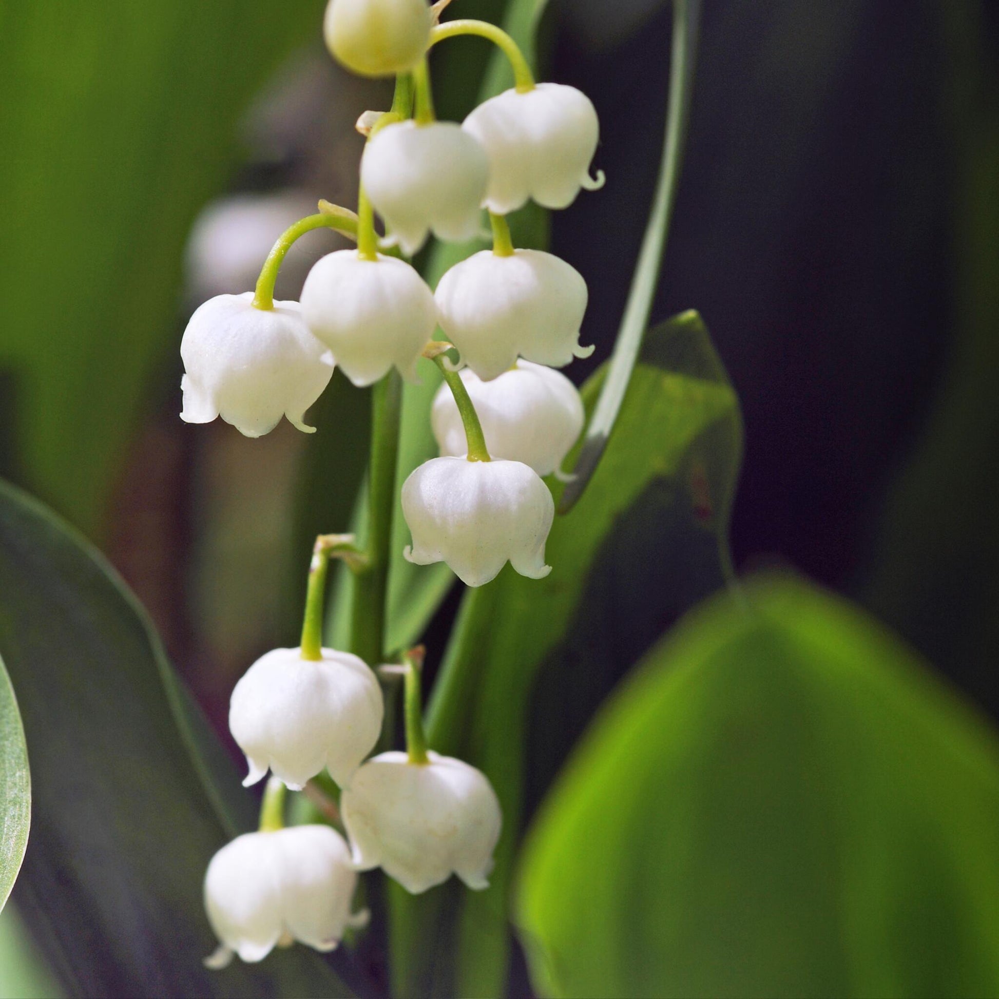 Lirio De Los Valles - 20 Pzs - Convallaria 'majalis' - Bulbos De Flores_3