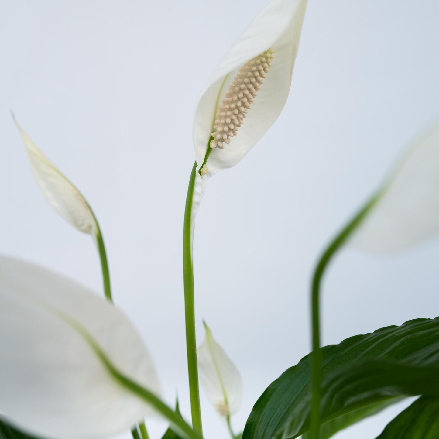 Lirio De Paz Espatifilo - 4 Pzs - Spathiphyllum 'lima' - Altura 60-75cm - ⌀12cm_3