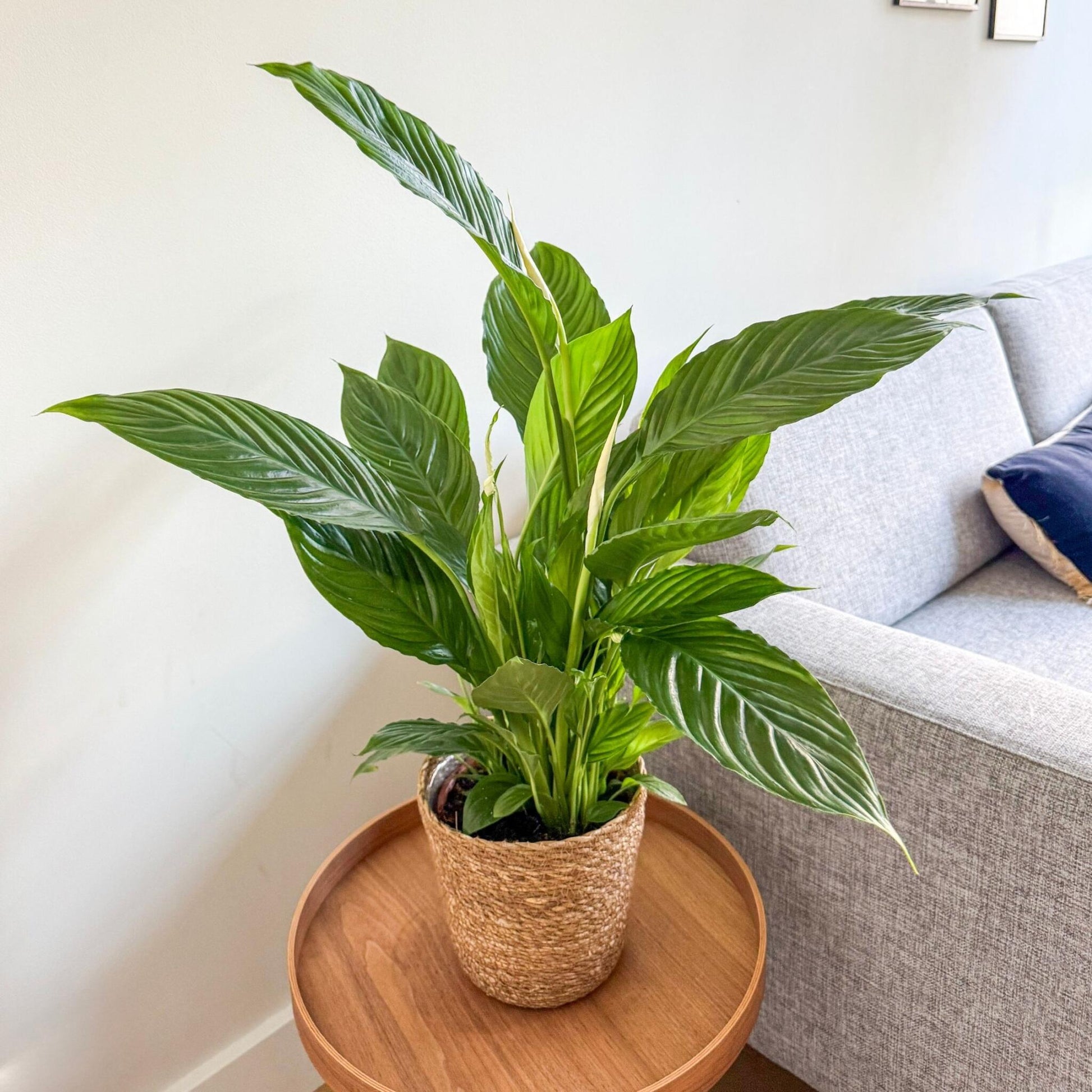 Lirio De Paz Espatifilo - Spathiphyllum 'lima' - Incluye Cesta - 60-75cm - ⌀17cm_4