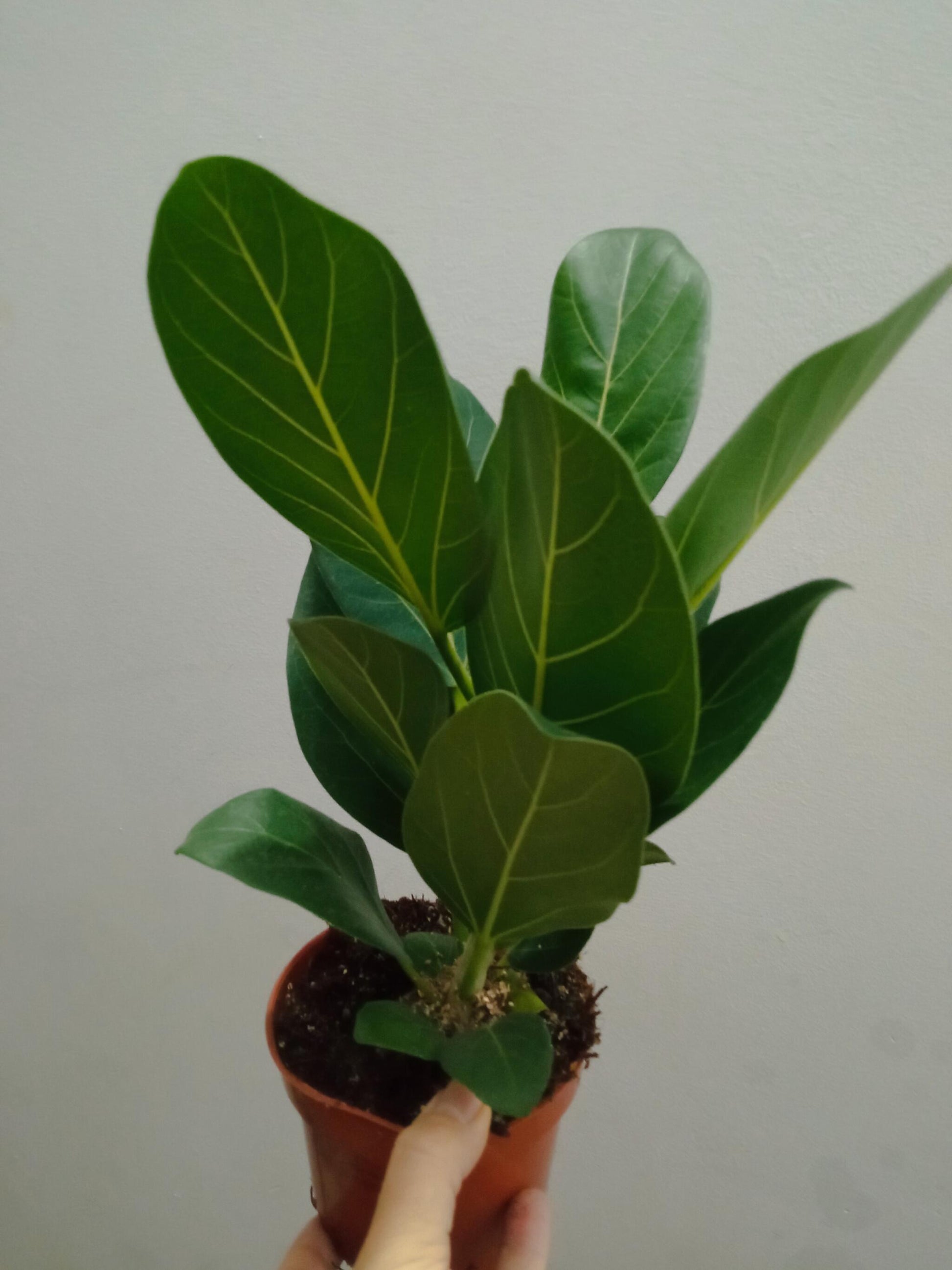 Lote 3 Orquideas Surtidas - Colores Aleatorios Ø9 Altura 30 Cms_2