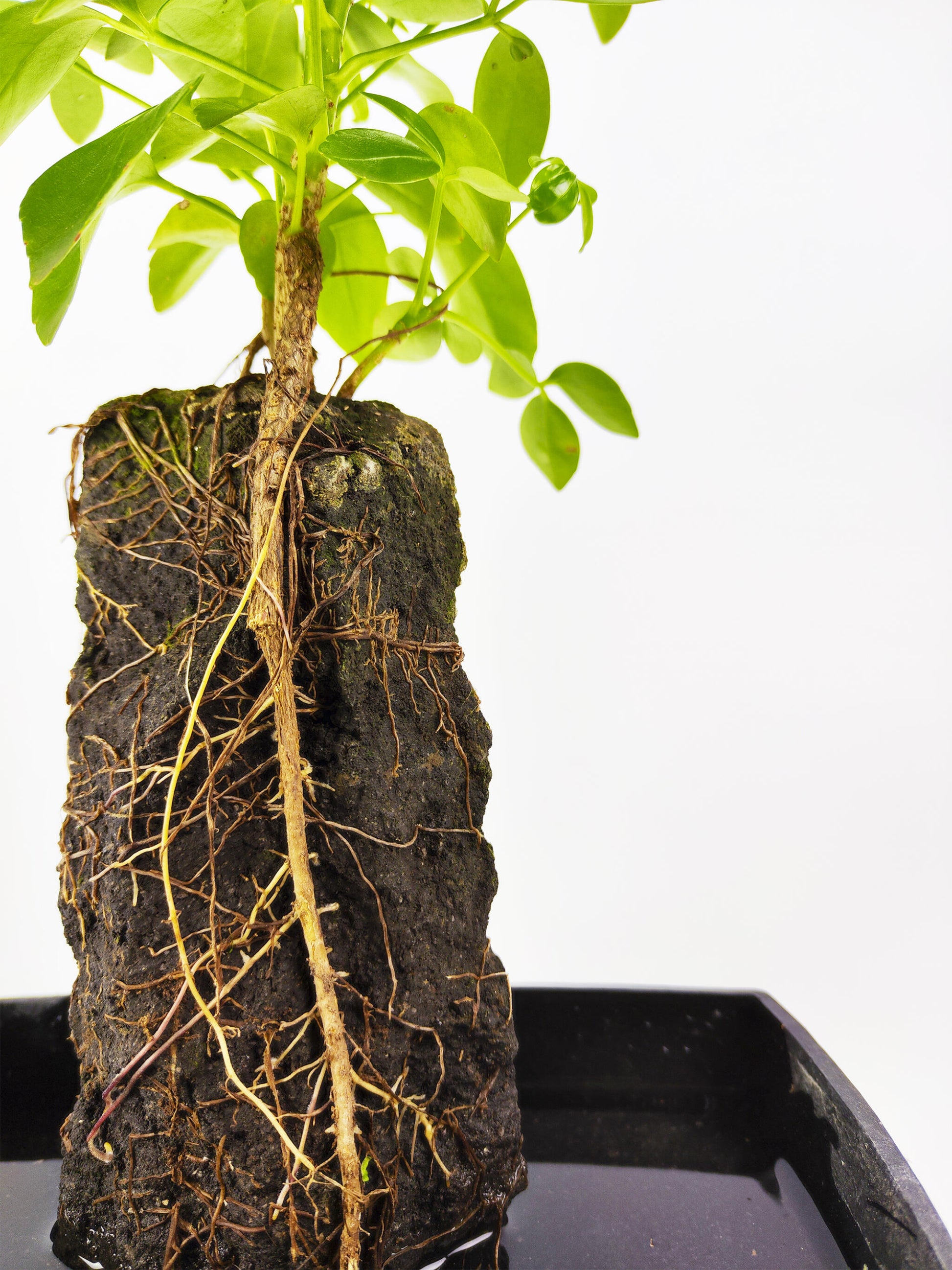 Lova Schefflera En Piedra Volcanica_1