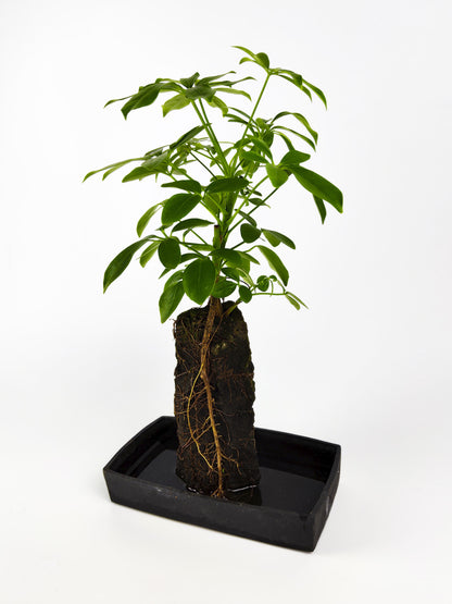 Lova Schefflera En Piedra Volcanica_3