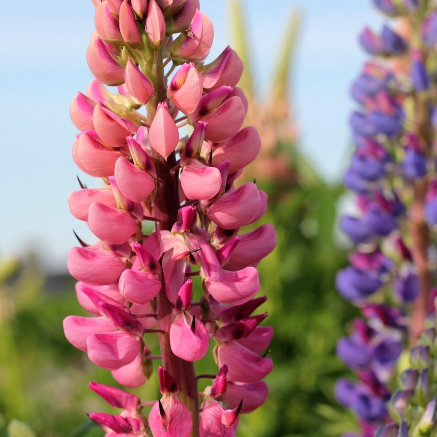 Lupinos - 20 Pzs - Lupinus - Cepellones_3