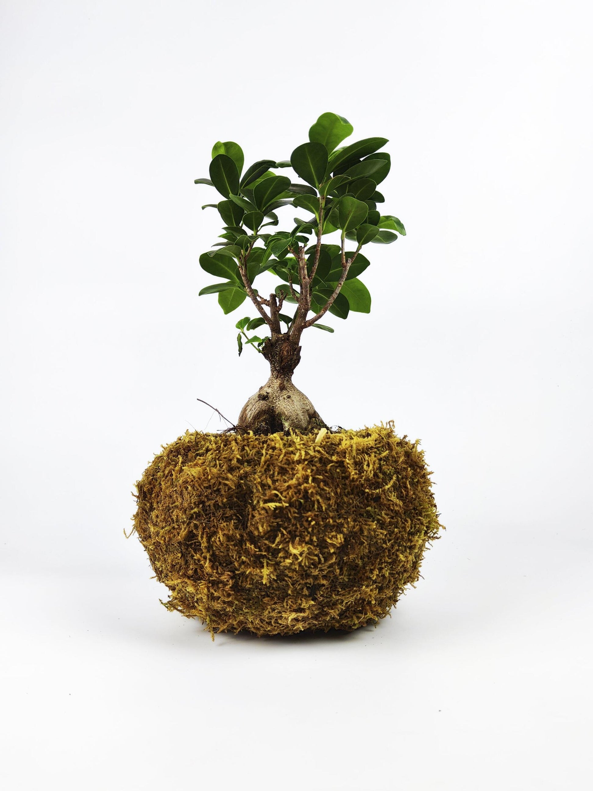 Maceta Kokedama L_1
