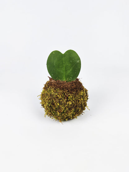 Maceta Kokedama S_0