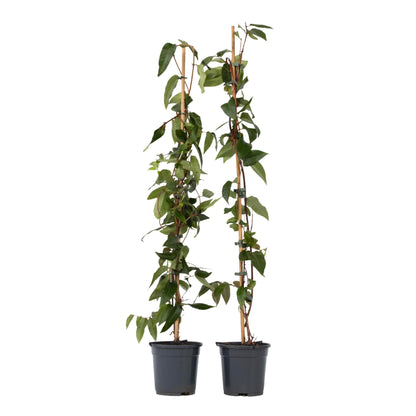 Madreselva - 2 Pzs - Lonicera Henryi 'copper Beauty' - Altura 110-120cm - ⌀17cm_0