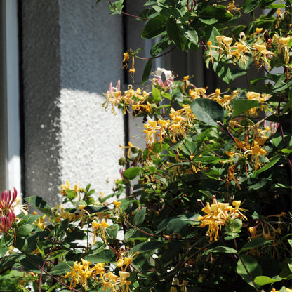 Madreselva - 2 Pzs - Lonicera Henryi 'copper Beauty' - Altura 110-120cm - ⌀17cm_1