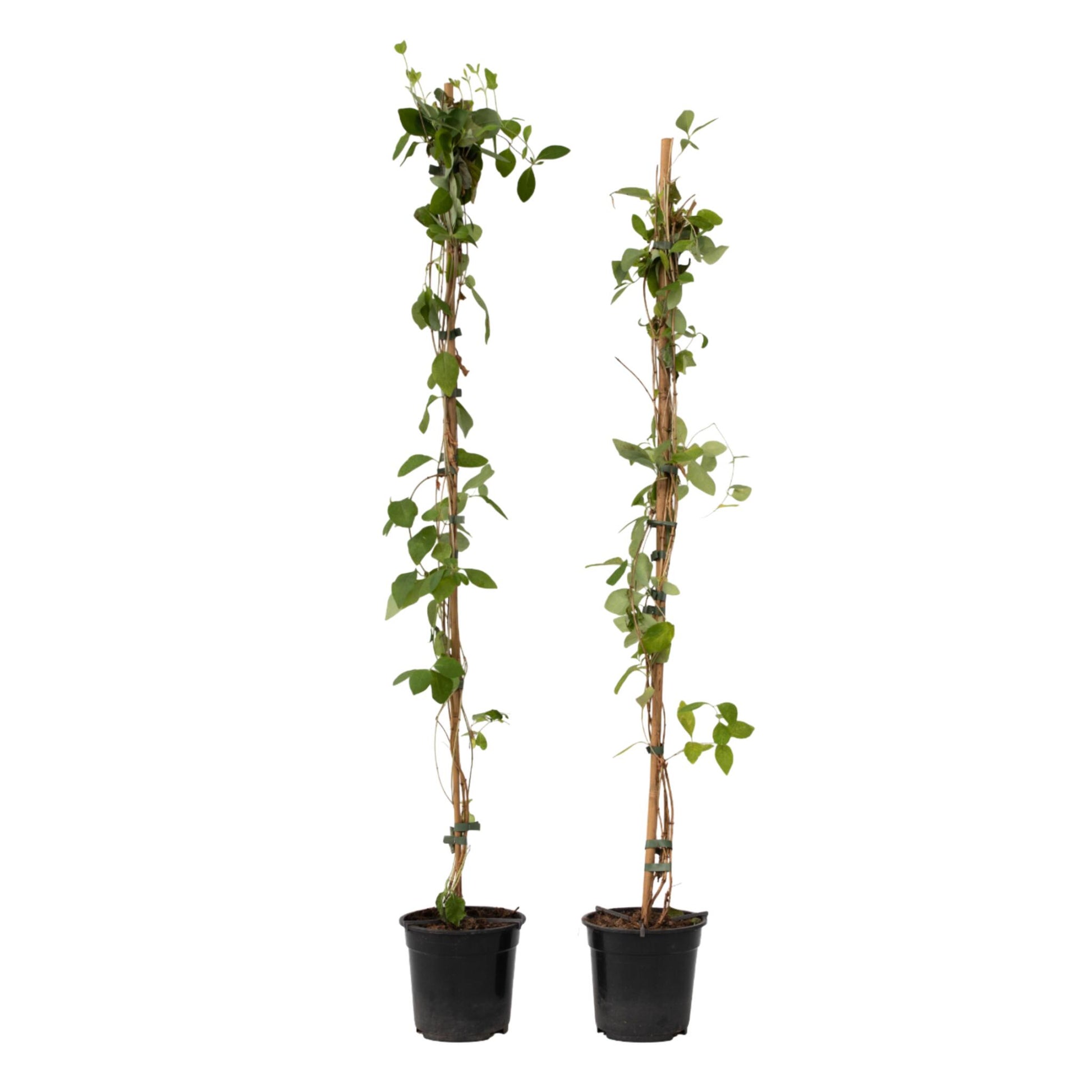 Madreselva - 2 Pzs - Lonicera 'american Beauty' - Altura 110-120cm - ⌀17cm_0