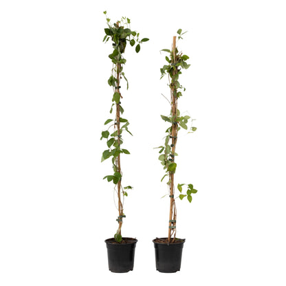 Madreselva - 2 Pzs - Lonicera 'american Beauty' - Altura 110-120cm - ⌀17cm_0