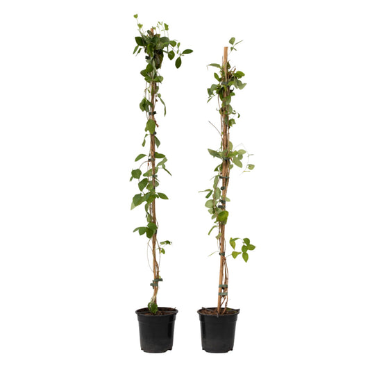 Madreselva - 2 Pzs - Lonicera 'american Beauty' - Altura 110-120cm - ⌀17cm_0