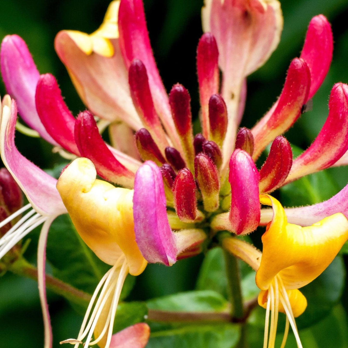 Madreselva - 2 Pzs - Lonicera 'american Beauty' - Altura 110-120cm - ⌀17cm_3