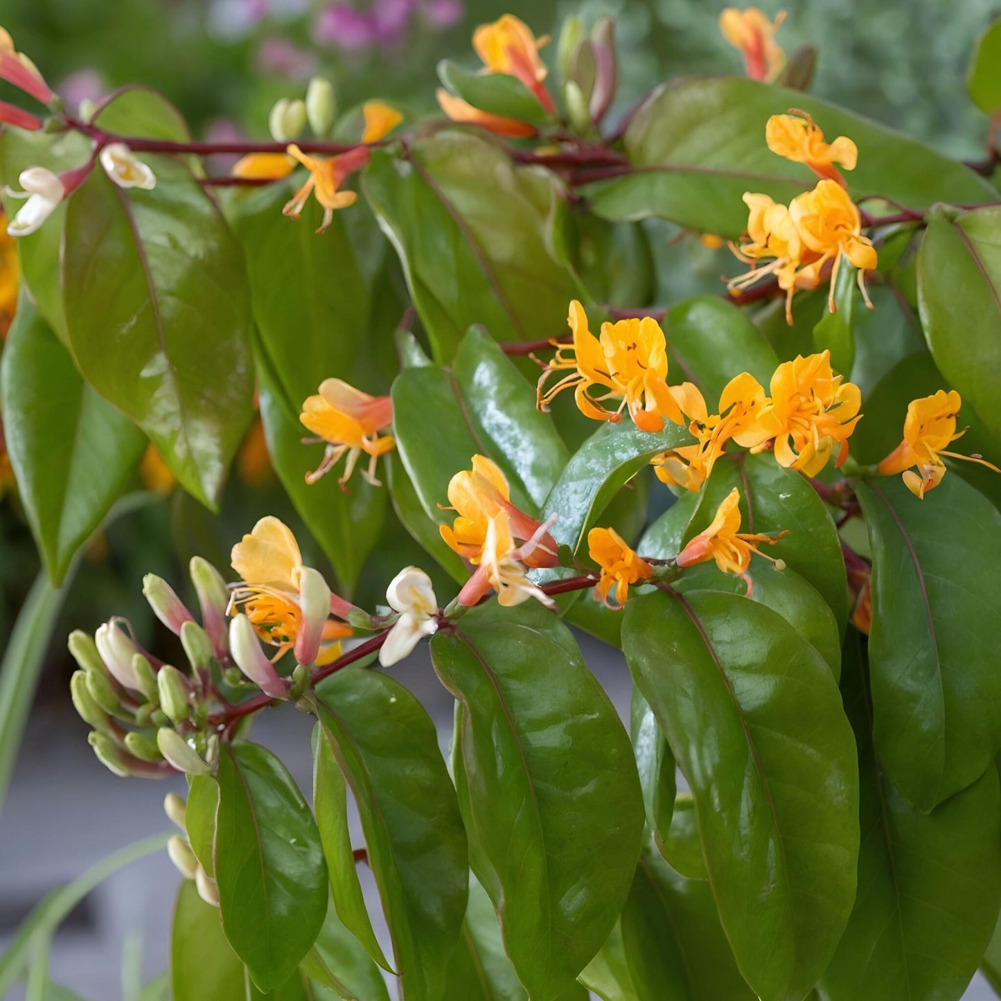 Madreselva - Lonicera Henryi 'copper Beauty' - Altura 110-120cm - ⌀17cm_1