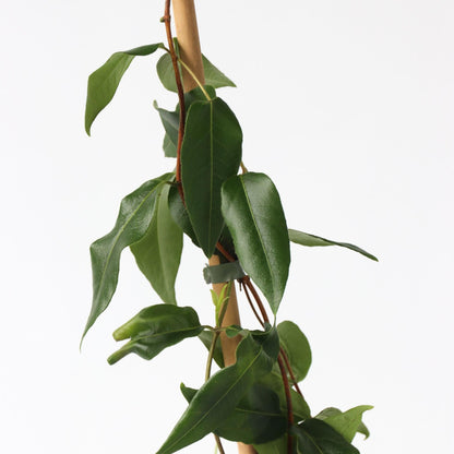 Madreselva - Lonicera Henryi 'copper Beauty' - Altura 110-120cm - ⌀17cm_3