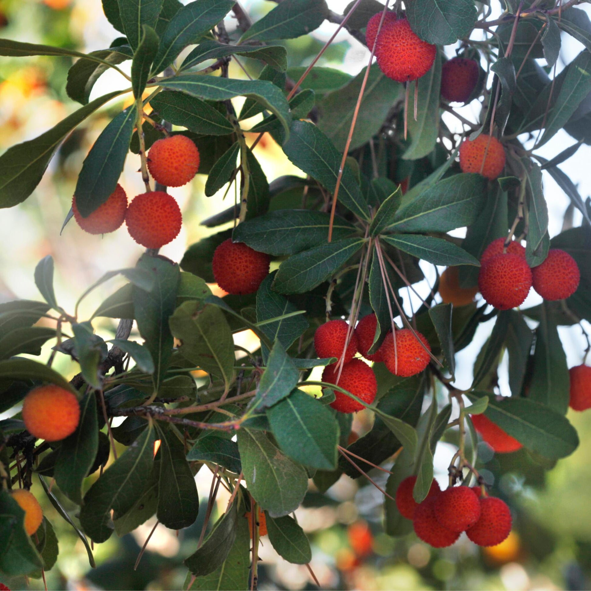 Madroño - 6 Pzs - Arbutus 'unedo' - Altura 25-40cm - ⌀9cm_1