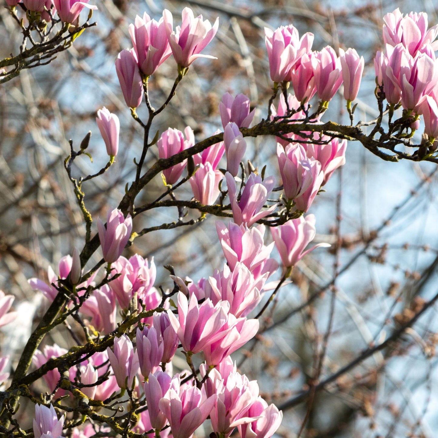 Magnolia De Hoja Caduca - 3 Pzs - Magnolia 'soulangea' - Altura 25-40cm - ⌀9cm_1