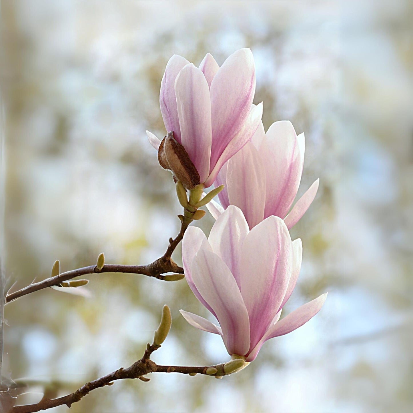 Magnolia De Hoja Caduca - 3 Pzs - Magnolia 'soulangea' - Altura 25-40cm - ⌀9cm_3