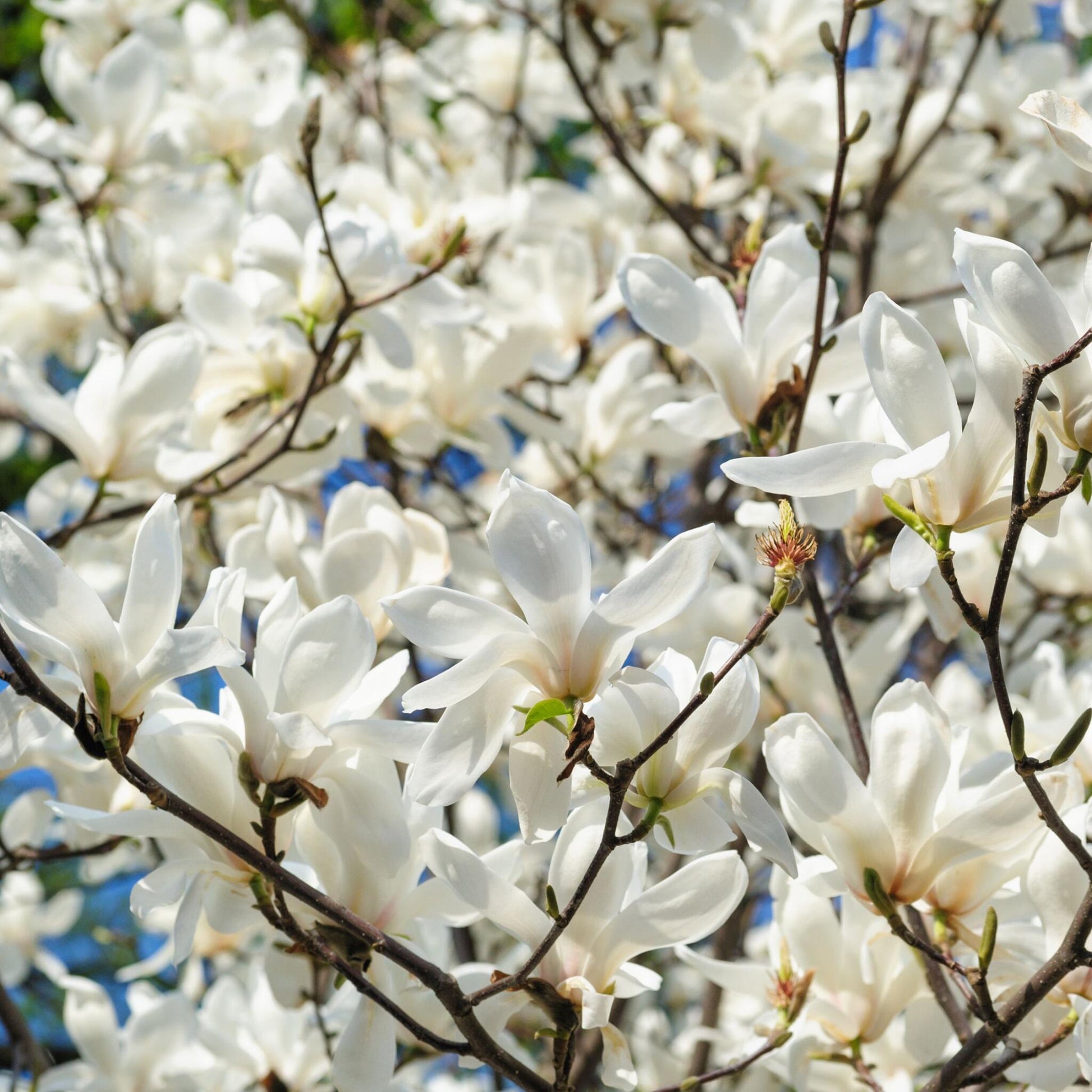Magnolia De Hoja Caduca - 3 Pzs - Magnolia 'stellata' - Altura 25-40cm - ⌀9cm_1