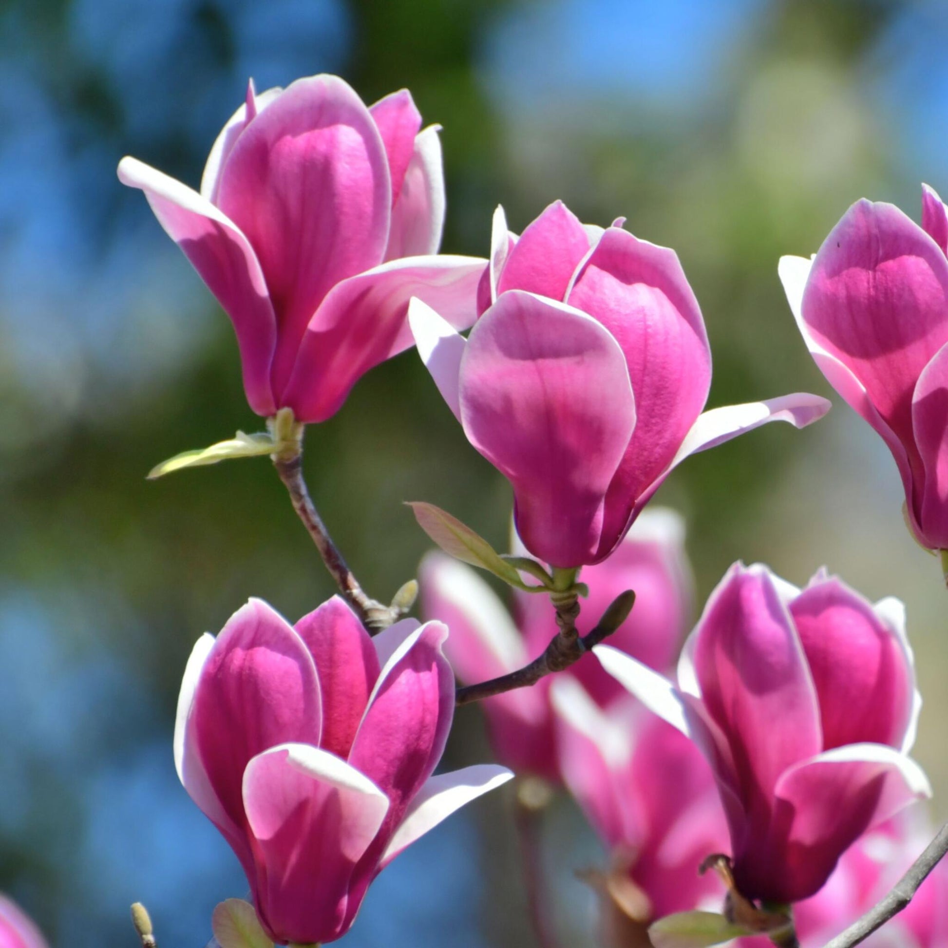 Magnolia De Hoja Caduca - 3 Pzs - Magnolia 'susan' - Altura 25-40cm - ⌀9cm_3